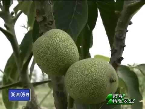 ������---ũ�����ɫ����