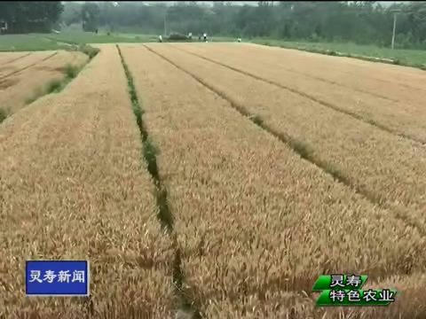 ��ҹ���С��ԭ��̬ ��ɫ�޹���